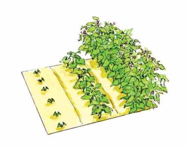 Succession-Planting-Rows